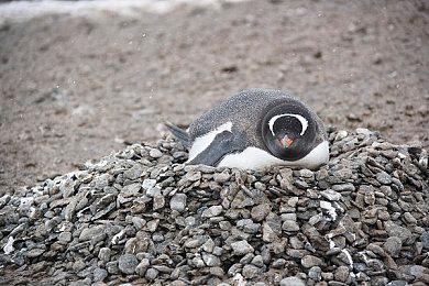 宇宙弹幕射击游戏《Asterogues》9月发售 暂不支持中文