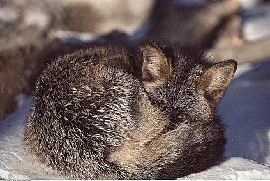 PC版《战锤40K：暗潮》推迟至11＆30日发行